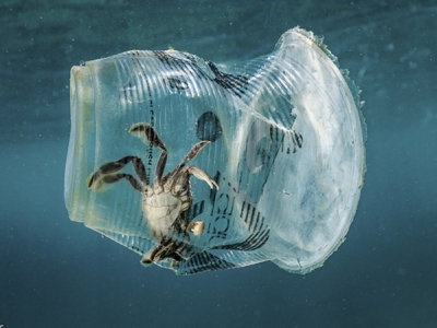 海洋塑膠污染影響有多大？